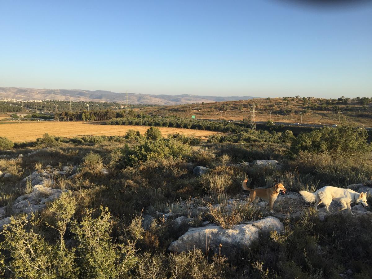 Kfar Rut Peace Tentヴィラ エクステリア 写真